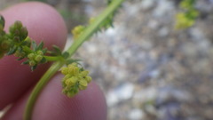 Galium neglectum