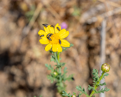 Acmaeodera hepburnii
