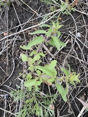 Dracocephalum thymiflorum