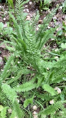 Achillea millefolium