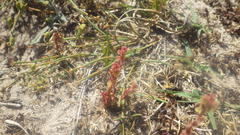 Rumex bucephalophorus gallicus