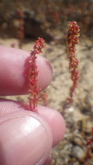 Rumex bucephalophorus gallicus