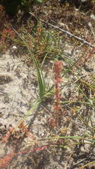 Rumex bucephalophorus gallicus
