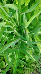 Sonchus palustris