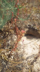 Rumex bucephalophorus gallicus