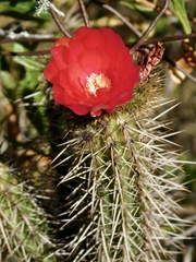 Corryocactus erectus