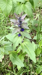 Ajuga genevensis