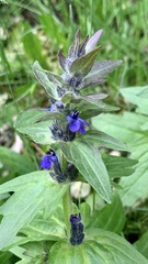 Ajuga genevensis