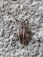 Neodorcadion bilineatum