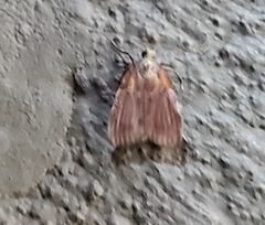 Galasa nigrinodis