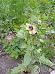 Hyoscyamus niger