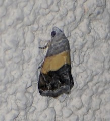 Tripudia balteata
