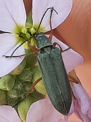 Stenostoma rostratum