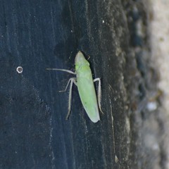 Draeculacephala floridana