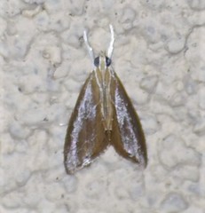 Glaphyria peremptalis