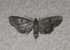 Tornos punctata