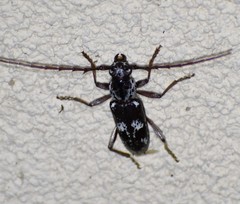 Elaphidion mimeticum