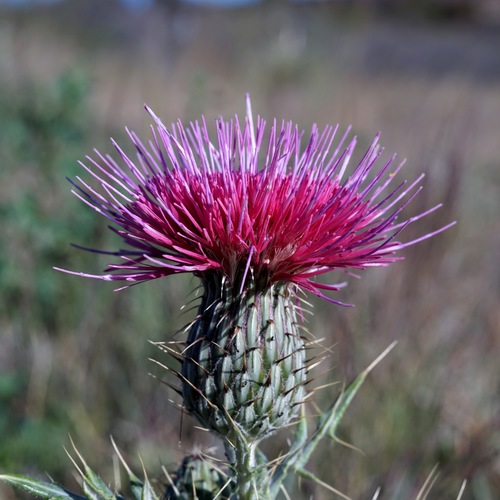 Image of Cirsium ochrocentrum by (c) Andrew Tree, some rights reserved (CC BY)