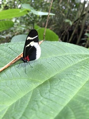 Heliconius eleuchia eleuchia