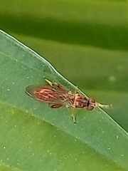 Sphegina