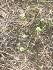 Alternanthera flavescens