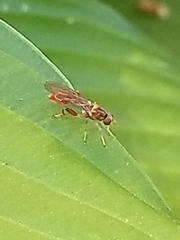 Sphegina