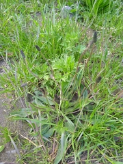 Plantago lanceolata