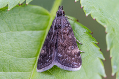 Heliothela wulfeniana