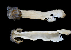 Morchella populiphila