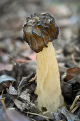 Morchella populiphila