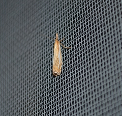 Crambus saltuellus