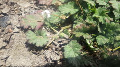 Erodium maritimum