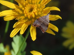 Choreutis aegyptiaca