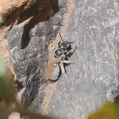 Vestitohalictus