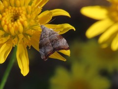 Choreutis aegyptiaca