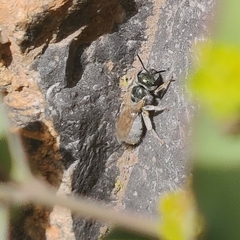 Vestitohalictus