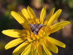 Choreutis aegyptiaca