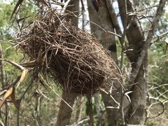 Uropsila leucogastra