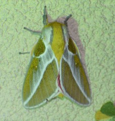 Syssphinx albolineata