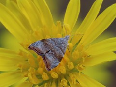 Choreutis aegyptiaca