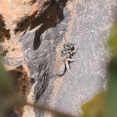 Vestitohalictus