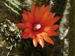 Corryocactus erectus