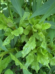 Pokeweed mosaic virus