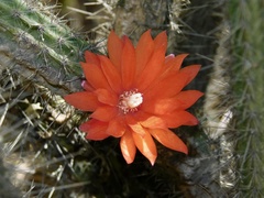 Corryocactus erectus