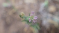 Silene conica