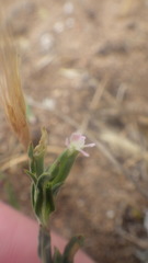 Silene conica