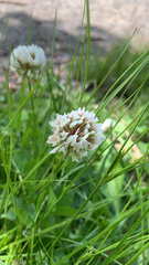Trifolium repens
