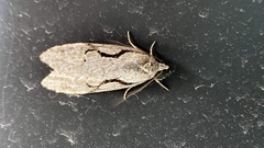 Semioscopis packardella