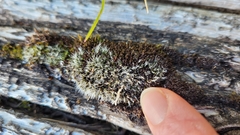 Coscinodon calyptratus