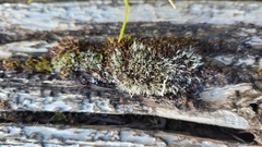 Coscinodon calyptratus